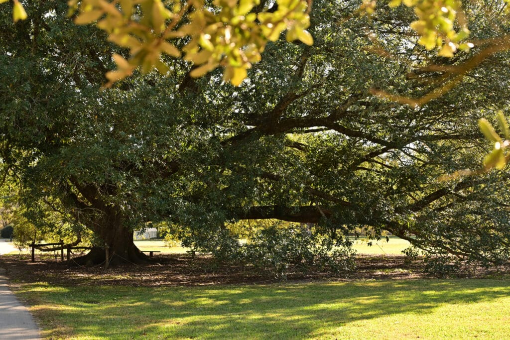 tree problems during summer