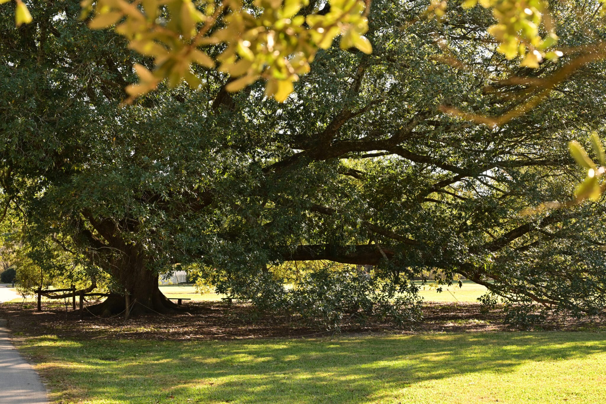 tree problems during summer