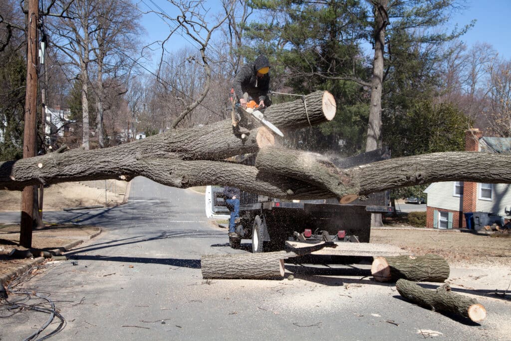 emergency tree removal
