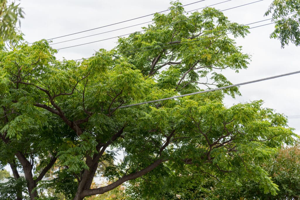 Is Your Tree Too Close to Power Lines