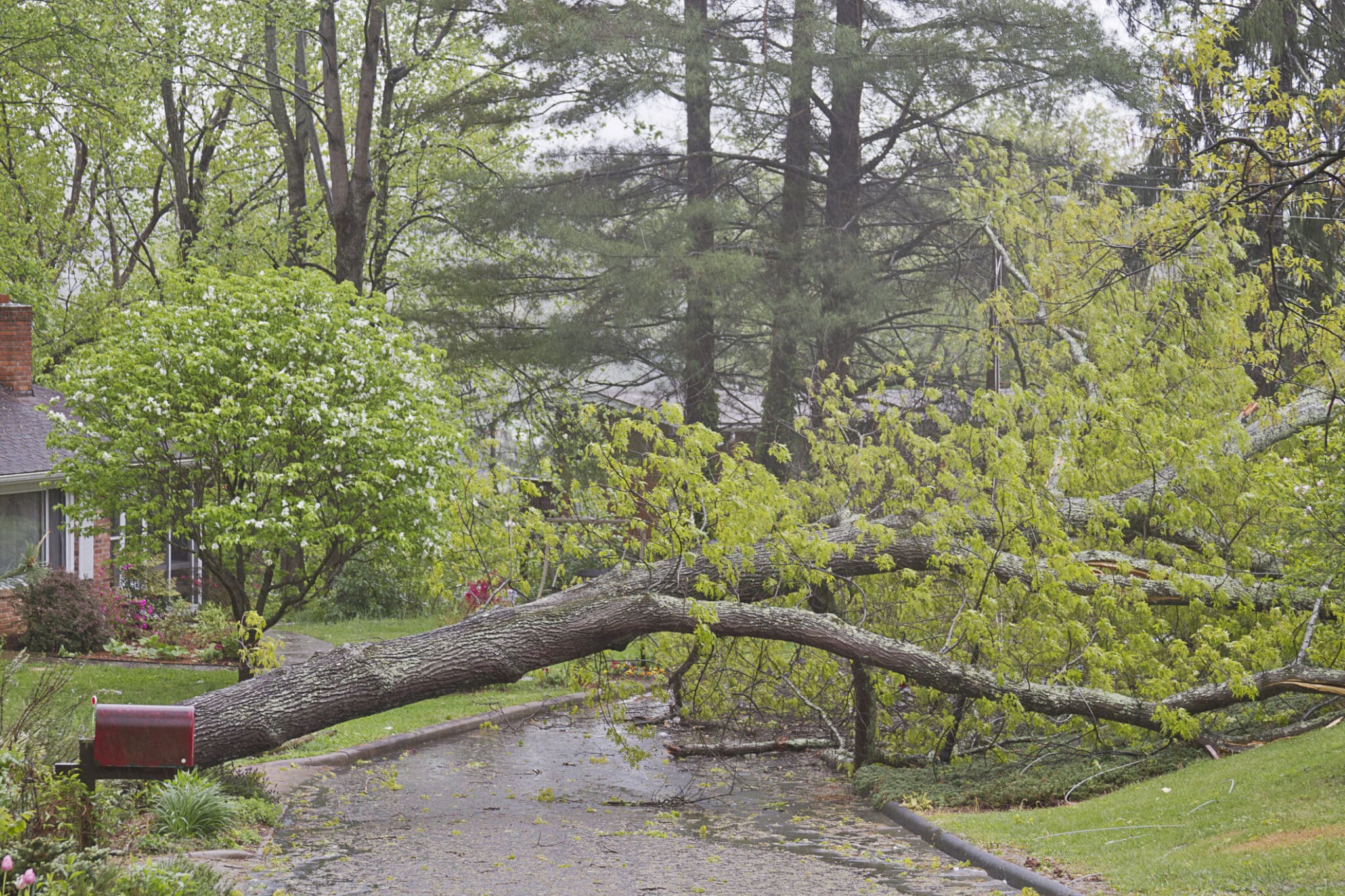 storm damaged trees