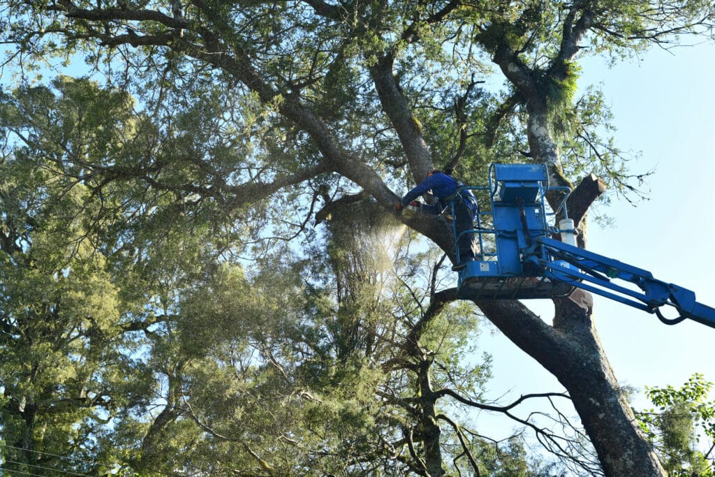 tree trimming before hurricane