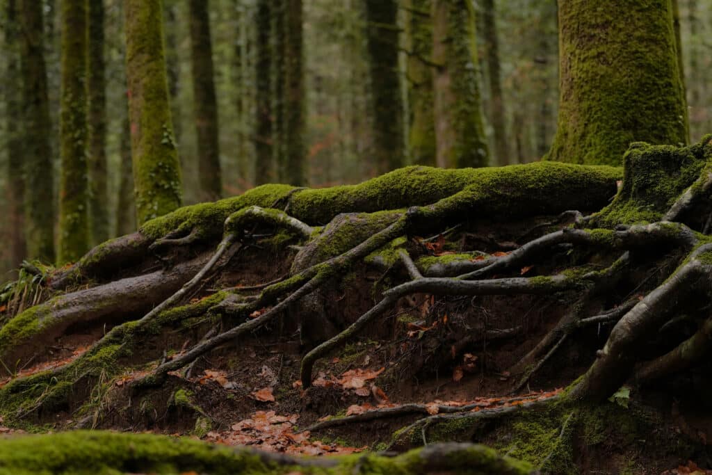 what wet soil does to tree roots