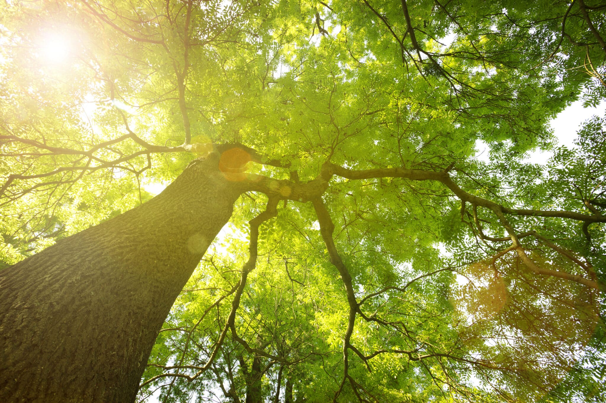 Why Summer Heat Stresses Mature Trees