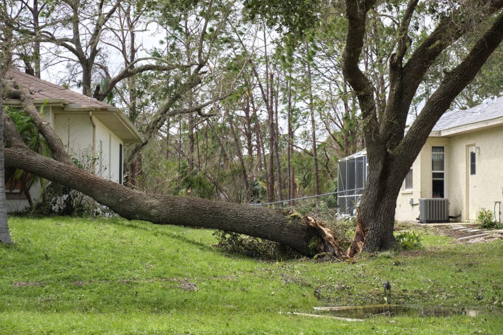 Why Trees Split During Virginia Storms