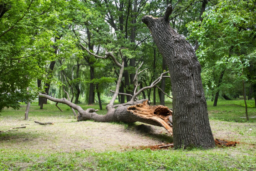 fallen tree