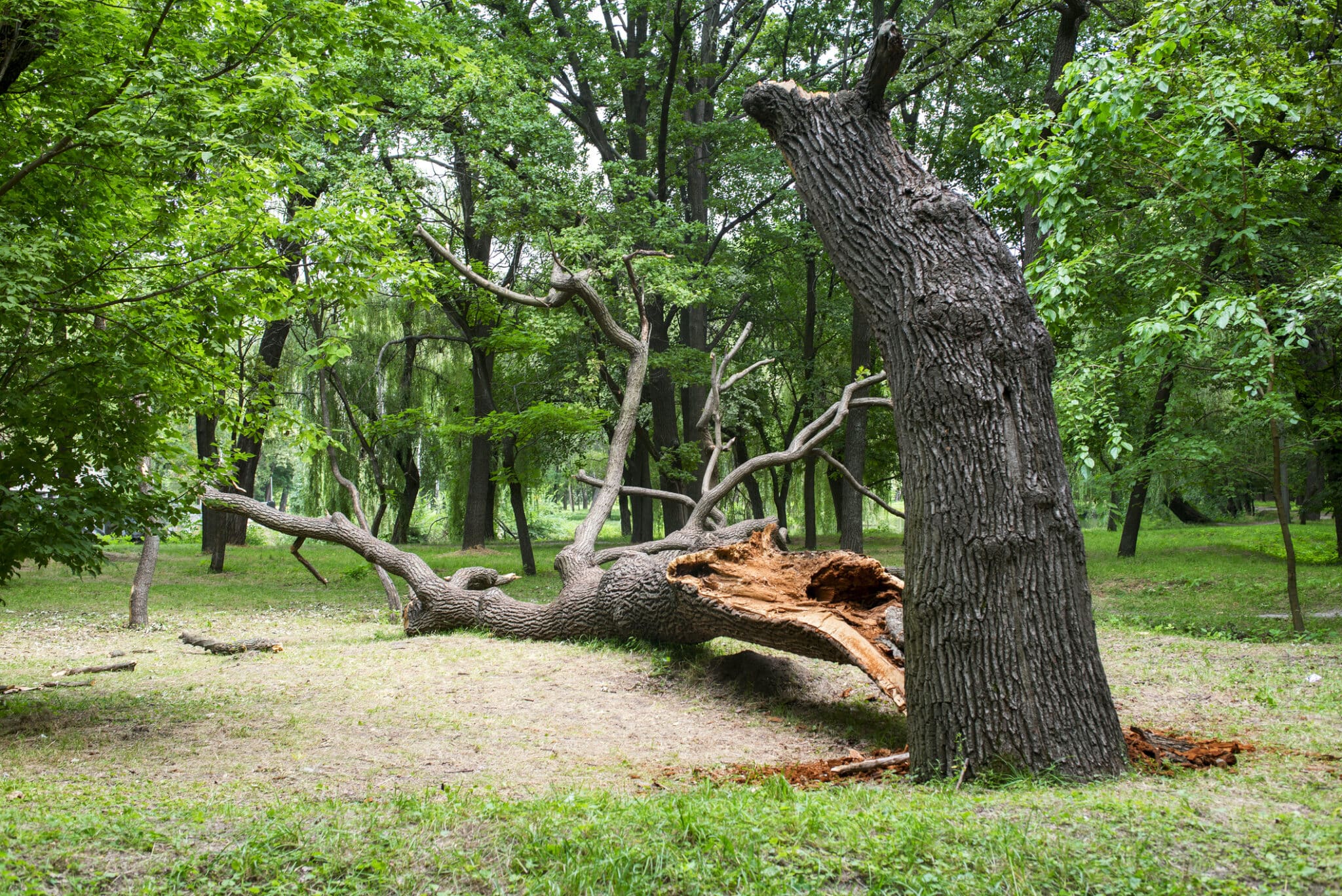 fallen tree